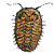 trilobite icon